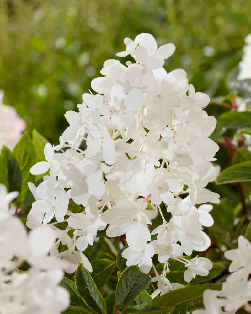 Hydrangea paniculata Groundbreaker® 'Ruby'