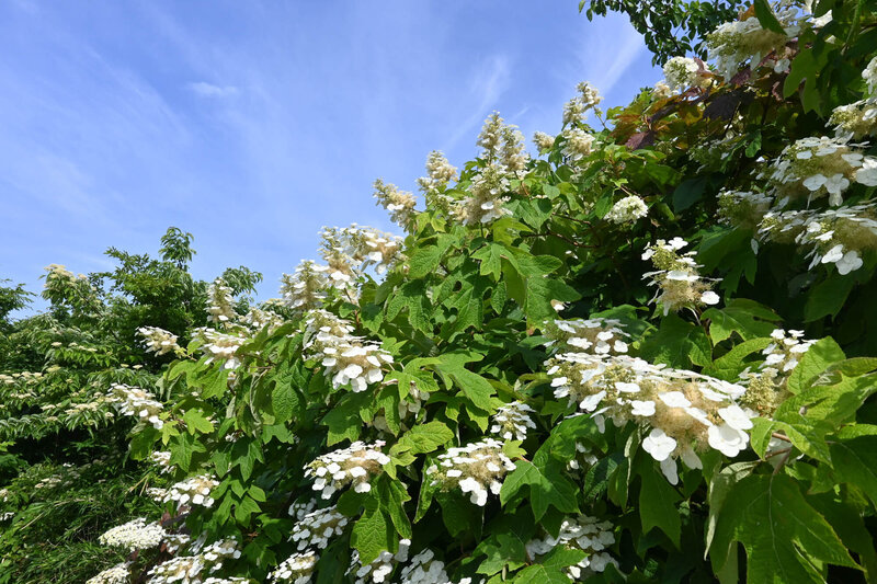 Hydrangea quercifolia 'Tara' ®
