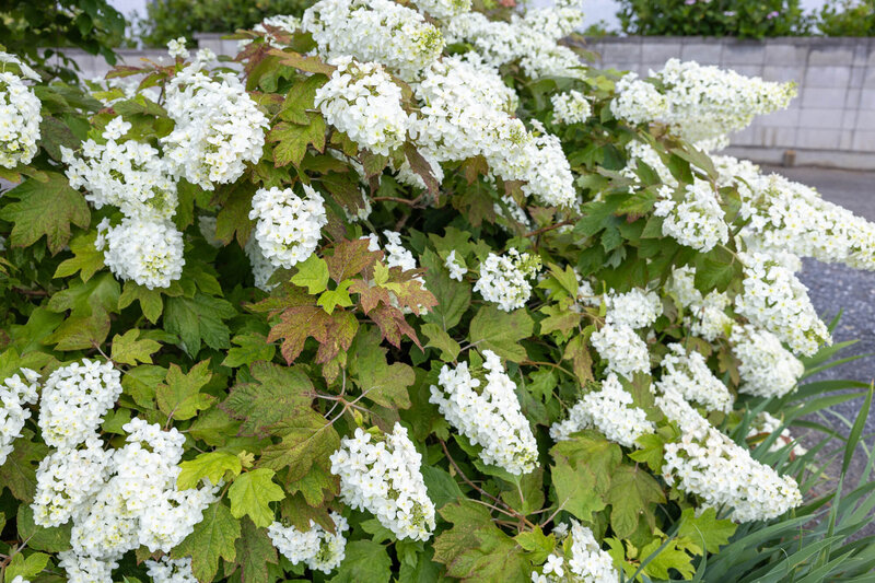 Hydrangea quercifolia 'Tara' ®
