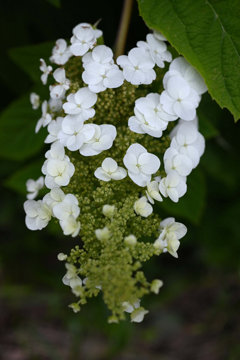Hydrangea quercifolia 'Tara' ®
