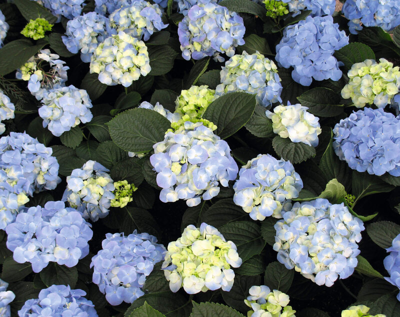 Hydrangea macrophylla 