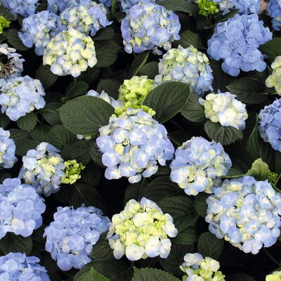 Hydrangea macrophylla 
