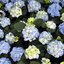 Hydrangea macrophylla 