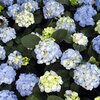 Hydrangea macrophylla 