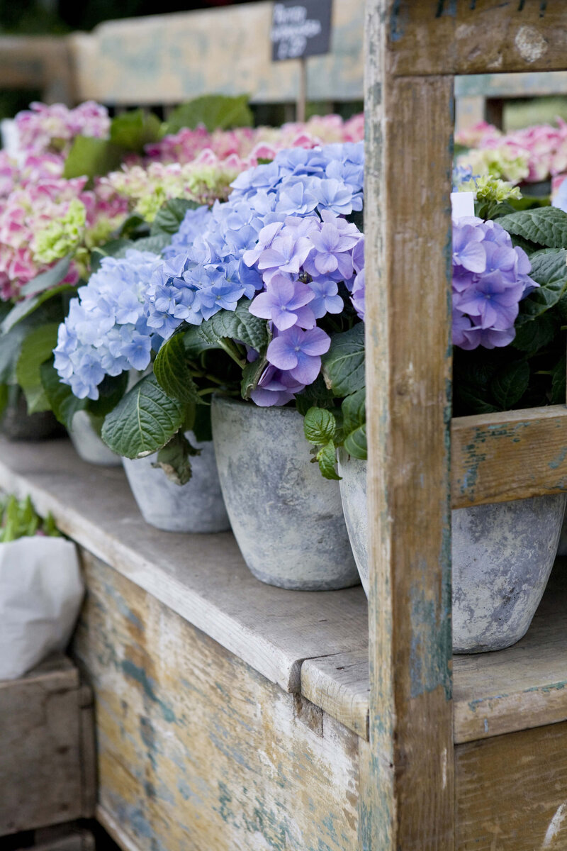 Hydrangea macrophylla 