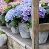 Hydrangea macrophylla 