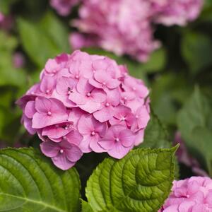 Hydrangea macrophylla 