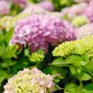 Hydrangea macrophylla 