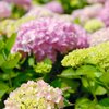 Hydrangea macrophylla 