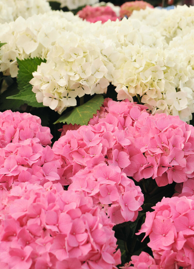 Hydrangea macrophylla 