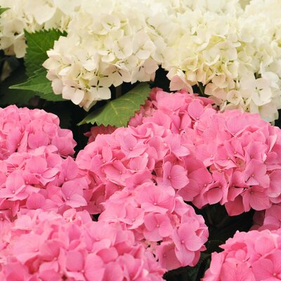 Hydrangea macrophylla 