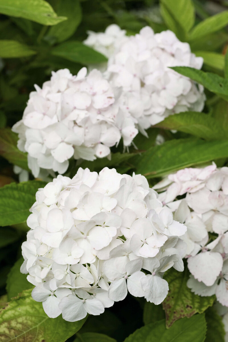 Hydrangea macrophylla 