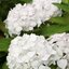 Hydrangea macrophylla 