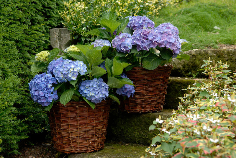 Forever & Ever Hortensie STARKL