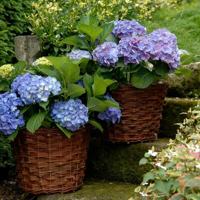 Forever & Ever Hortensie STARKL