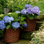 Hydrangea macrophylla Forever & Ever