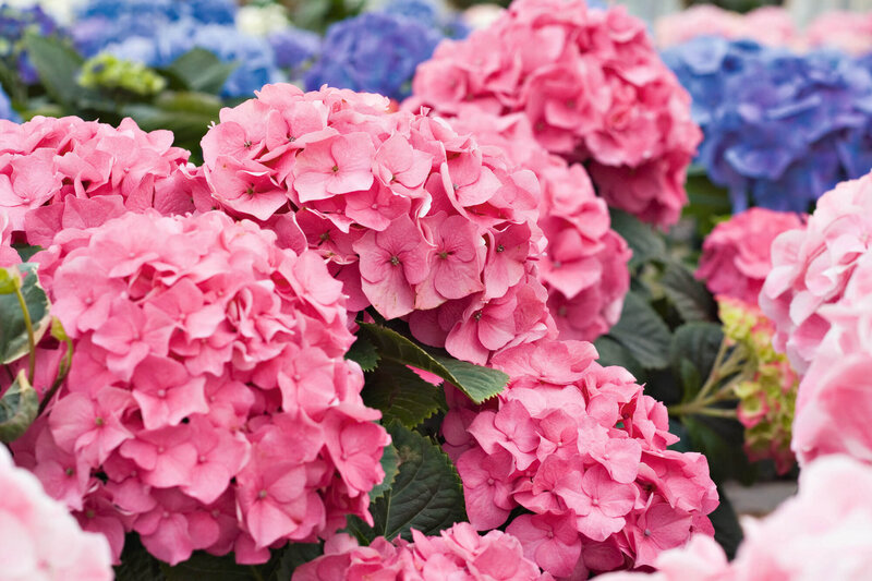 Hydrangea macrophylla Forever & Ever