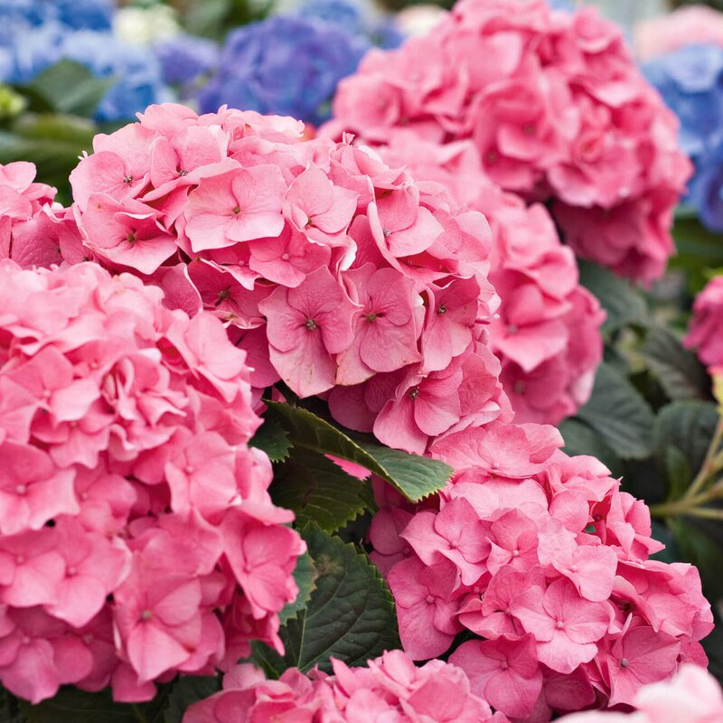 Forever & Ever Hortensie STARKL