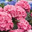 Hydrangea macrophylla Forever & Ever