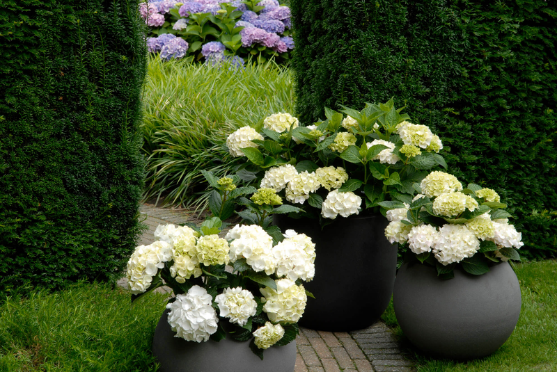 Hydrangea macrophylla Forever & Ever