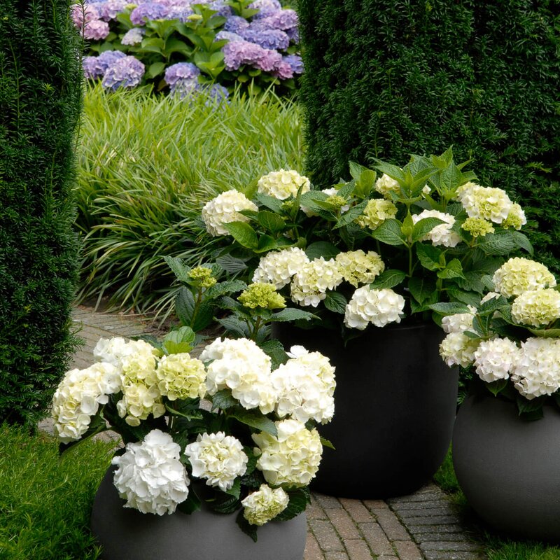 Forever & Ever Hortensie STARKL