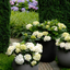 Hydrangea macrophylla Forever & Ever
