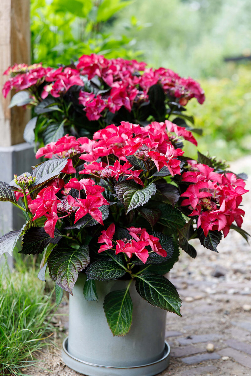Hydrangea macrophylla Dark Angel Red