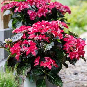 Hydrangea macrophylla Dark Angel Red