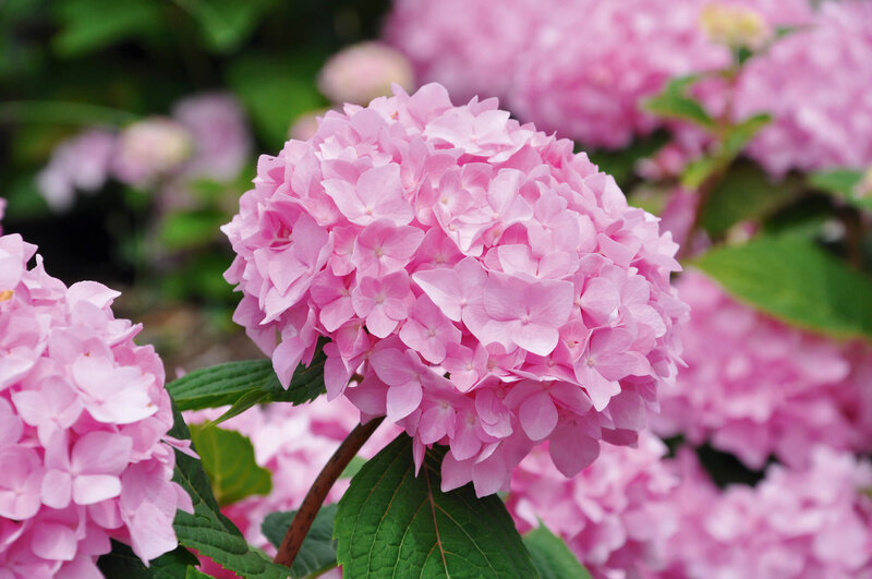 Hydrangea macrophylla Endless Summer 