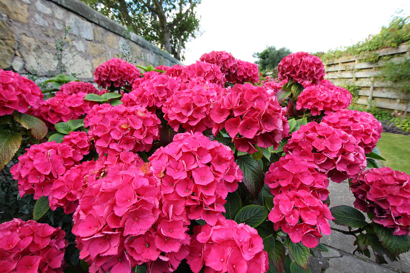 Hydrangea macrophylla Forever & Ever