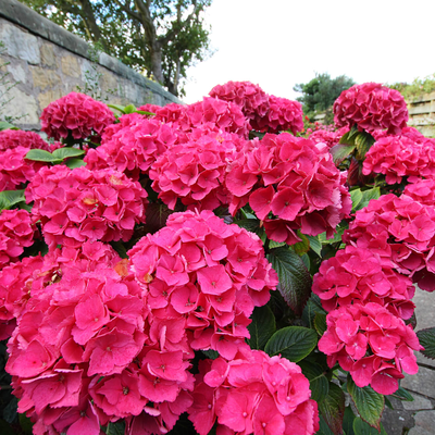 Hydrangea macrophylla Forever & Ever