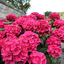 Hydrangea macrophylla Forever & Ever