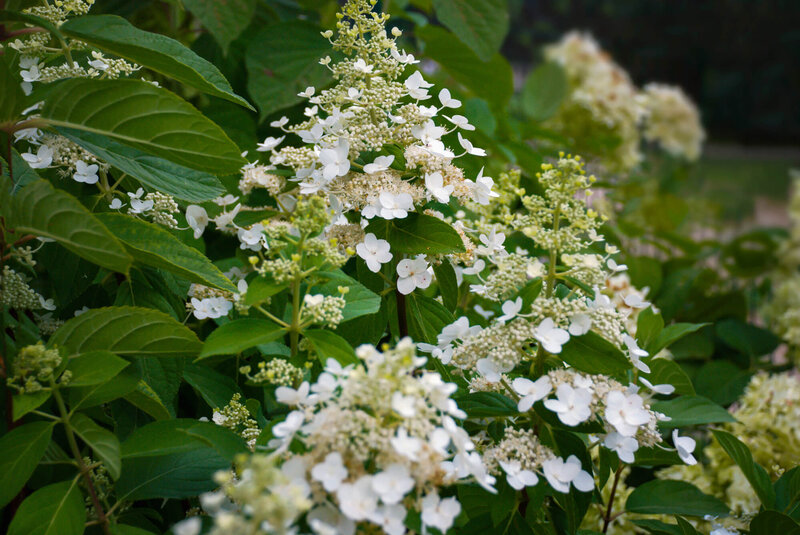 Hydrangea paniculata Kyushu