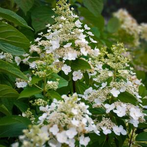 Hydrangea paniculata Kyushu