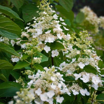 Hydrangea paniculata Kyushu