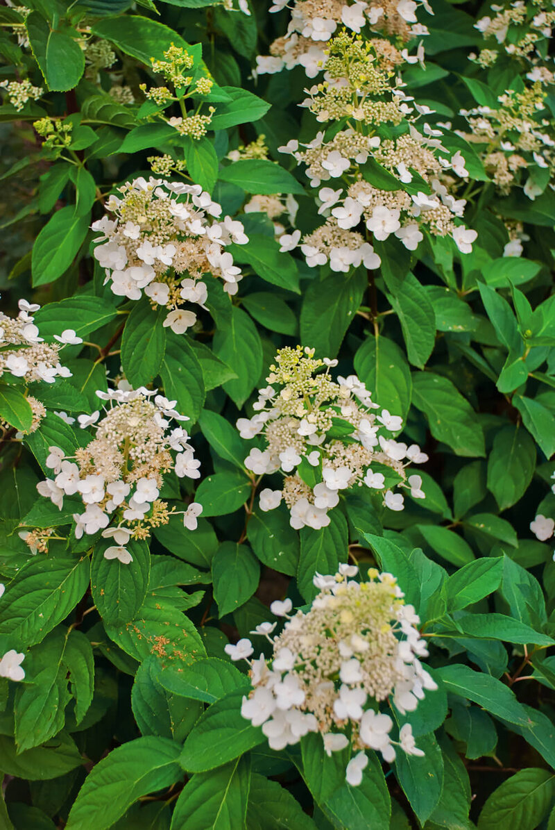 Hydrangea paniculata Kyushu