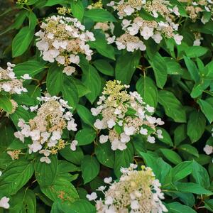 Hydrangea paniculata Kyushu