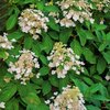 Hydrangea paniculata Kyushu