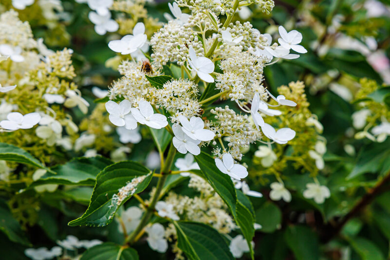 Hydrangea paniculata Kyushu