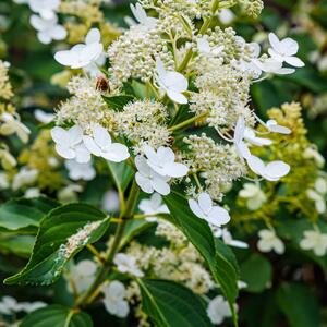 Hydrangea paniculata Kyushu