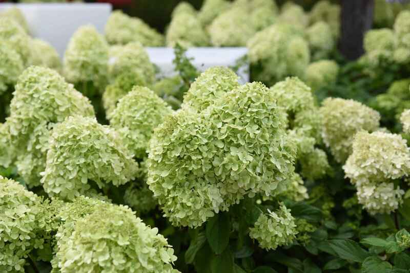 Hydrangea paniculata Limelight