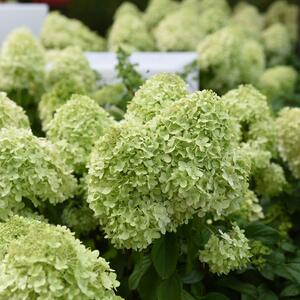 Hydrangea paniculata Limelight