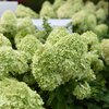 Hydrangea paniculata Limelight