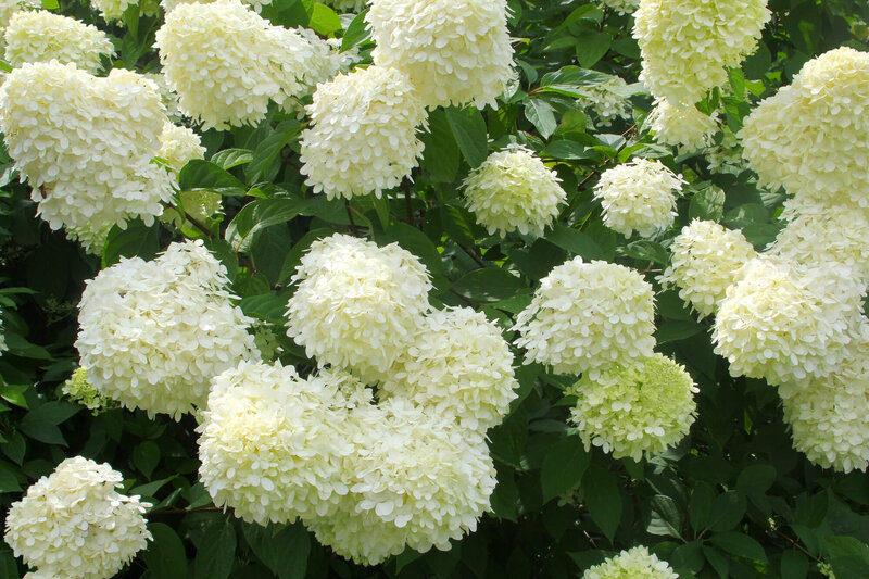 Hydrangea paniculata Limelight