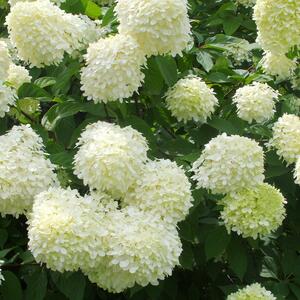 Hydrangea paniculata Limelight