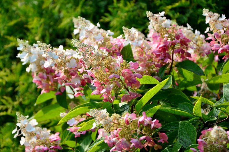Hydrangea paniculata Pinky Winky