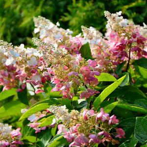 Hydrangea paniculata Pinky Winky