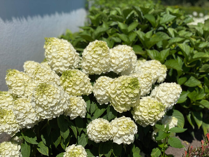 Hydrangea paniculata Magical Mont Blanc