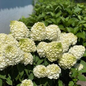 Hydrangea paniculata Magical Mont Blanc