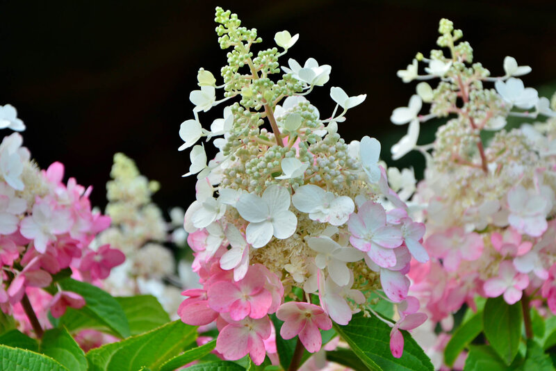 Hydrangea paniculata Pinky Winky
